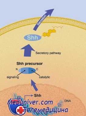межклеточная передача сигналов