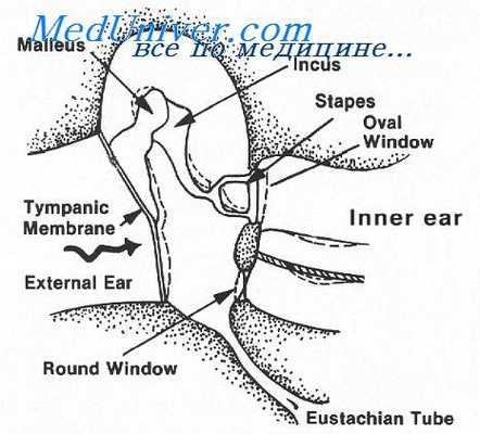 барабанная перепонка