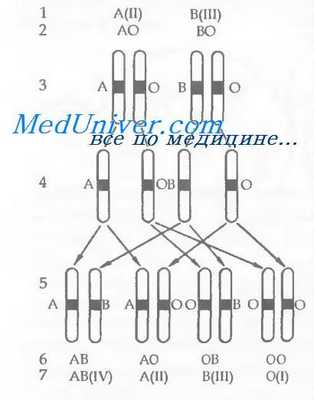 Кровь ребенка по группе крови родителей