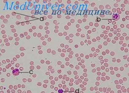 иммунология бронхиальной астмы