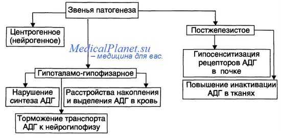 Патогенез несахарного диабета