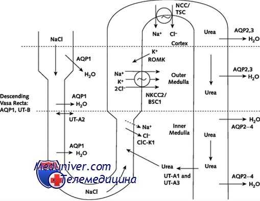 нефрогенный несахарный диабет