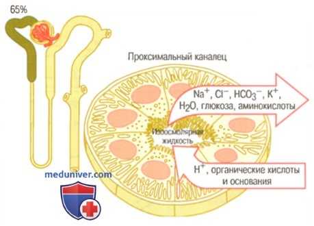Реабсорбция и секреция в нефронах. Реабсорбция в проксимальном канальце