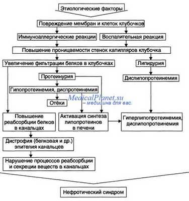 Патогенез нефротического синдрома