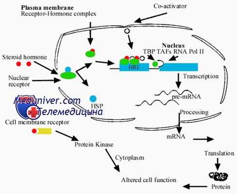клетка и стероидный гормон