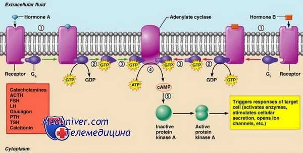 G-протеинсвязанные рецепторы