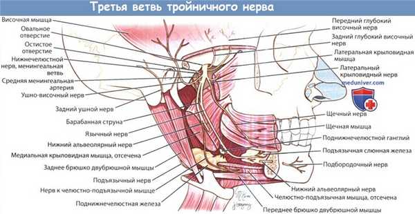 Третья ветвь тройничного нерва