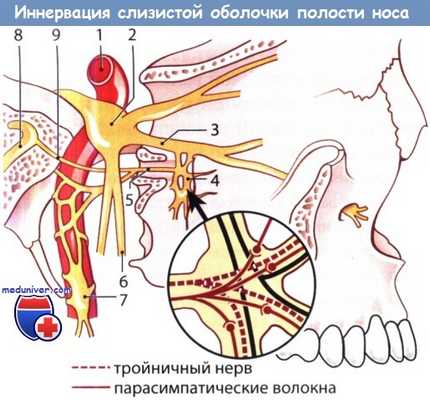 Иннервация слизистой оболочки полости носа