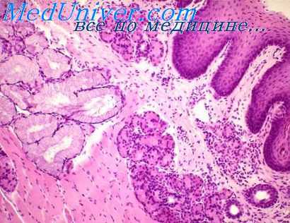 слизистая полости рта