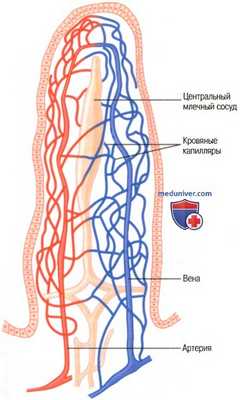 Регуляция кровоснабжения кишечника. Кровоток в ворсинках кишечника