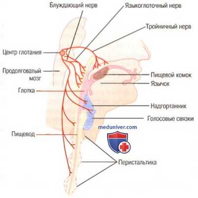 Нервная регуляция кровоснабжения кишечника. Жевание и пережевывание пищи
