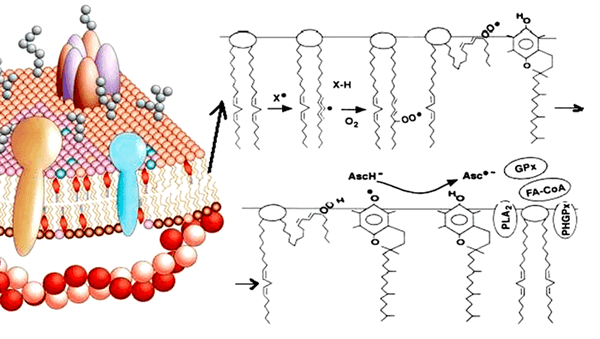 Зарождение цепной реакции перекисного окисления липидов