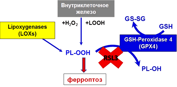 Ионы железа в организме находятся под строгим метаболическим контролем