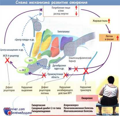 Нервные причины ожирения. Генетические причины ожирения