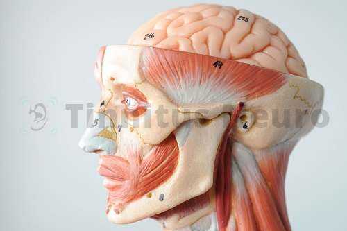 Спазм лицевой и жевательной мускулатуры вызывает шум в ушах