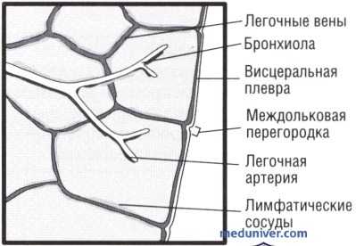 анатомия легких