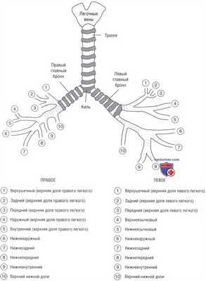 анатомия легких