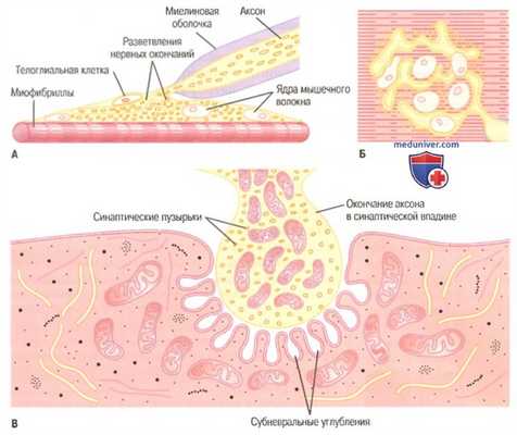 нервно-мышечное сокращение