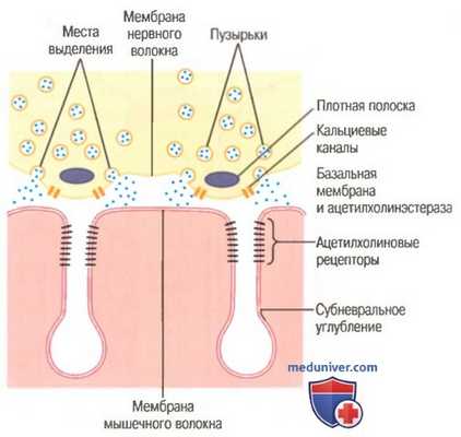 нервно-мышечное сокращение