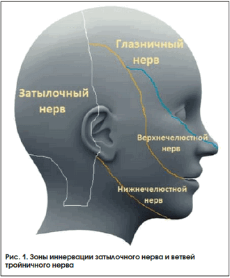 Рис. 1. Зоны иннервации затылочного нерва и ветвей тройничного нерва
