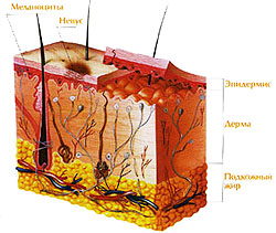 Причины появления родинок (невусов)