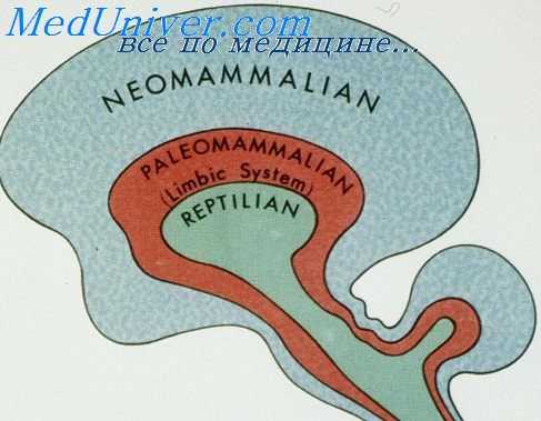 нейроаллергия