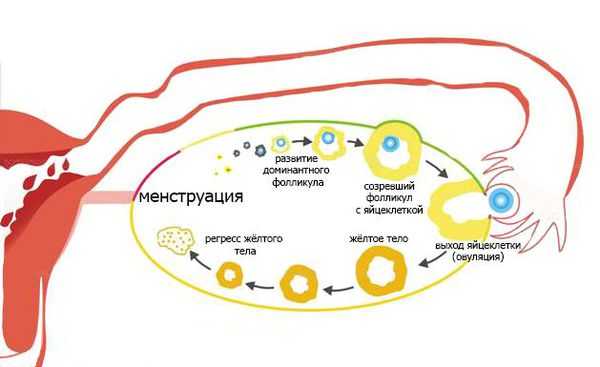 Циклические изменения в яичниках