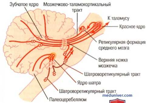 Пути передачи сигналов от мозжечка. Клетка Пуркинье мозжечка