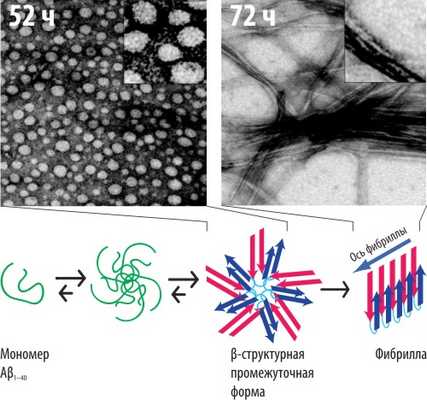Промежуточные стадии формирования амилоидной фибриллы