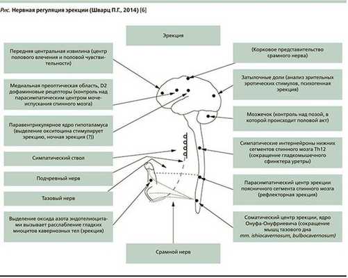 нервная регуляция эрекции по Шварцу
