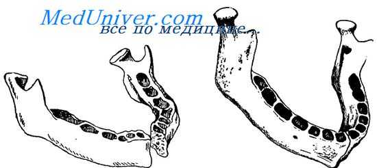 анатомия челюсти для стоматолога