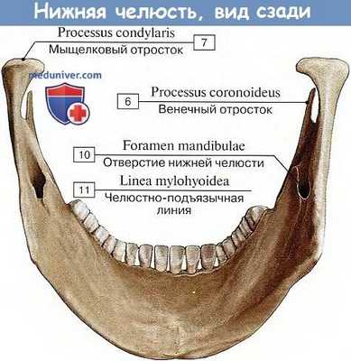 Анатомия: Нижняя челюсть, вид сзади