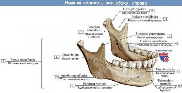 Анатомия: Нижняя челюсть, вид сбоку