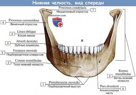 Анатомия: Нижняя челюсть, вид спереди