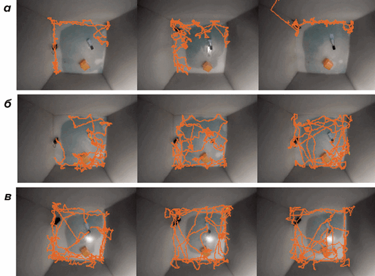 Перемещение мыши в незнакомой клетке