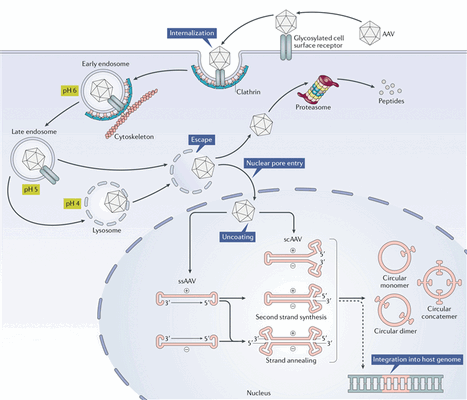 Трансдукция AAV