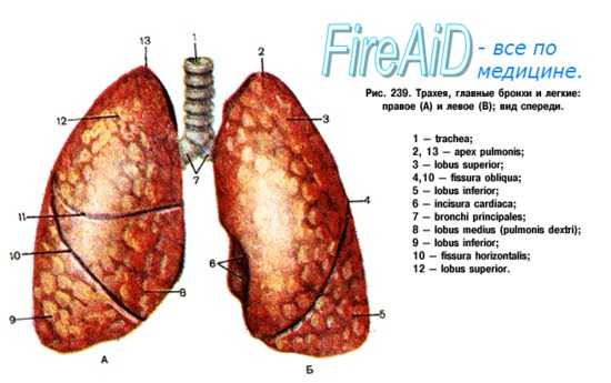 Сопротивление дыхательных путей. Сопротивление легких. Воздушный поток. Ламинарный поток. Турбулентный поток.