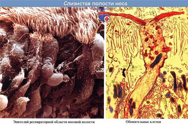 Анатомия человека: Полость носа. Слизистая полости носа. Зоны полости носа. Околоносовые пазухи