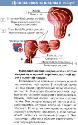 Анатомия человека: Полость носа. Слизистая полости носа. Зоны полости носа. Околоносовые пазухи