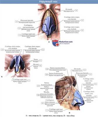 Анатомия человека: Полость носа. Слизистая полости носа. Зоны полости носа. Околоносовые пазухи