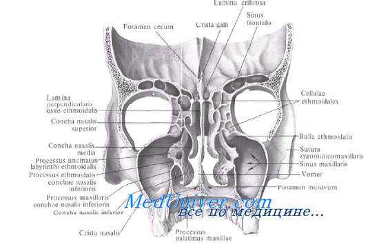 Полость носа. Топография полости носа. Стенки полости носа. Носовые ходы. Кровоснабжение и иннервация полости носа