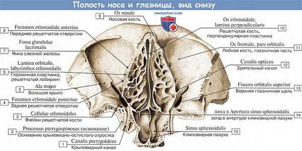 Анатомия: Полость носа