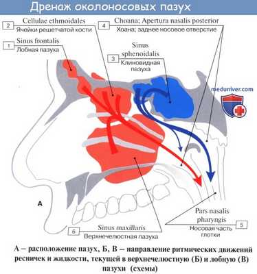Анатомия человека: Полость носа. Слизистая полости носа. Зоны полости носа. Околоносовые пазухи