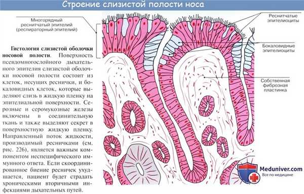 Анатомия человека: Полость носа. Слизистая полости носа. Зоны полости носа. Околоносовые пазухи