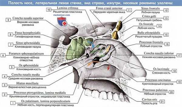 Анатомия: Полость носа и носовые раковины
