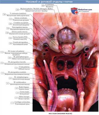 Анатомия человека: Полость носа. Слизистая полости носа. Зоны полости носа. Околоносовые пазухи