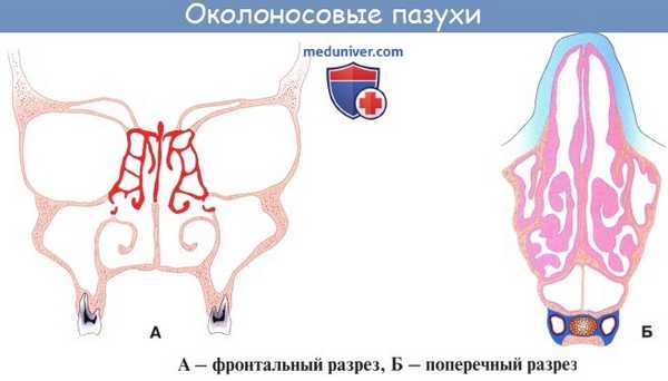 Анатомия человека: Полость носа. Слизистая полости носа. Зоны полости носа. Околоносовые пазухи