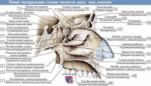 Анатомия: Полость носа и носовые раковины