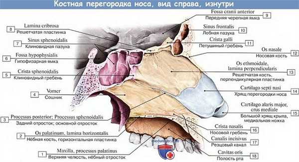 Анатомия: Костная перегородка носа