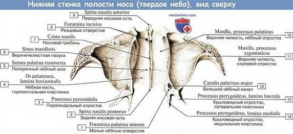 Анатомия: Нижняя стенка полости носа, твердое небо